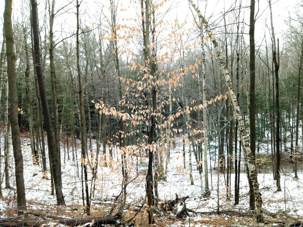 Jefferson Forest | Stouffville Rd, Richmond Hill, ON L4E 5B4, Canada