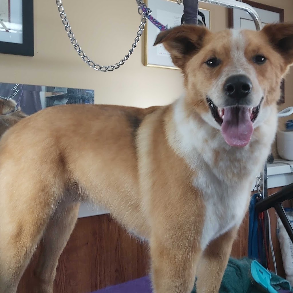 Hairy Hobby Dog Grooming | 916 Marriott Close B44, Rosetown, SK S0L 2V0, Canada | Phone: (306) 831-8297