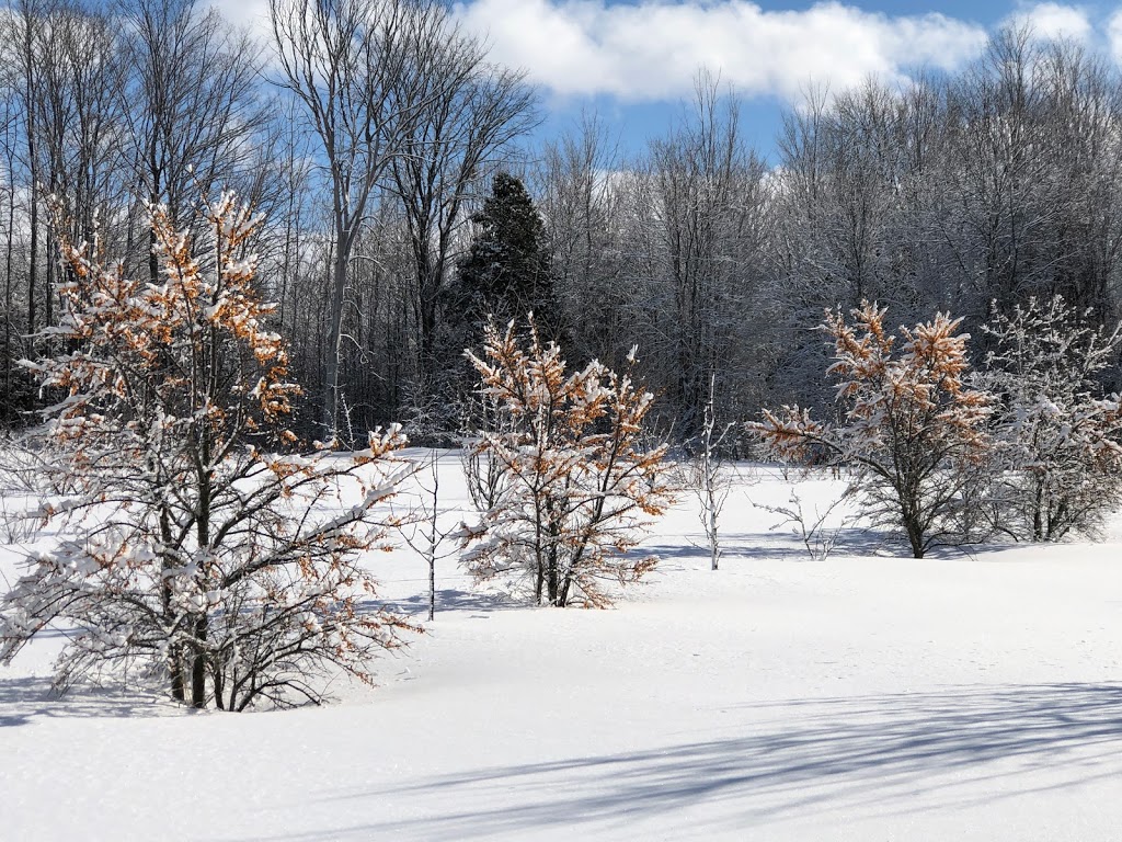 Awesome Blossom Organic Orchard | 3651 4e Rang, Sainte-Justine-de-Newton, QC J0P 1T0, Canada | Phone: (514) 867-0760