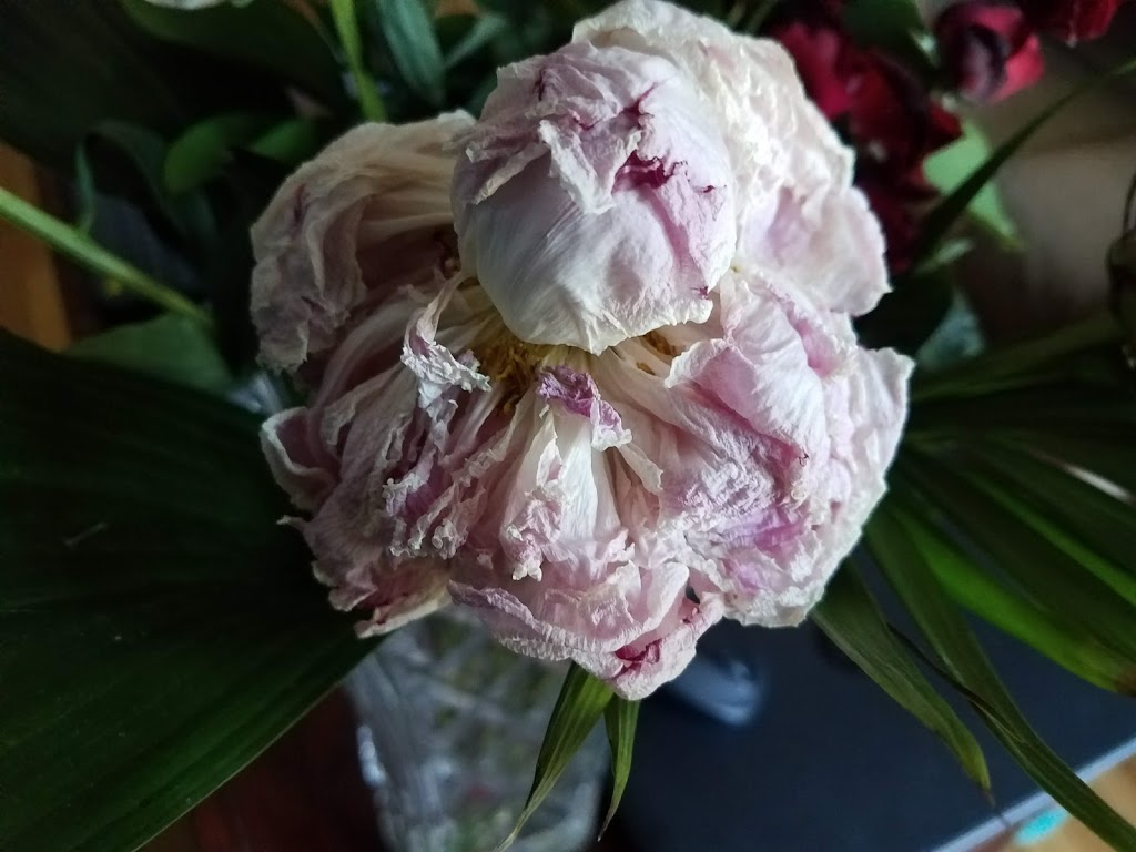 Cabbage Rose Lane Flower Shop | 3286 Roseville Rd, Ayr, ON N0B 1E0, Canada | Phone: (519) 653-3417