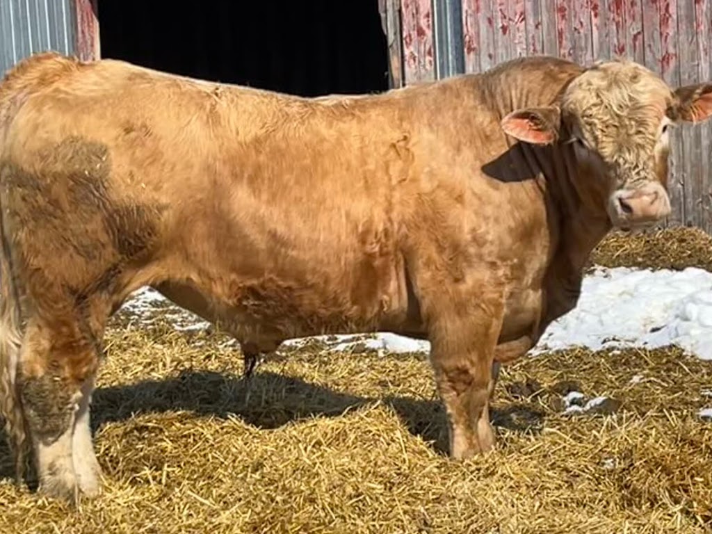 Sunshine Oak Charolais | 49°3806.3"N 98°5701.7"W, Holland, MB R0G 0X0, Canada | Phone: (204) 526-5087