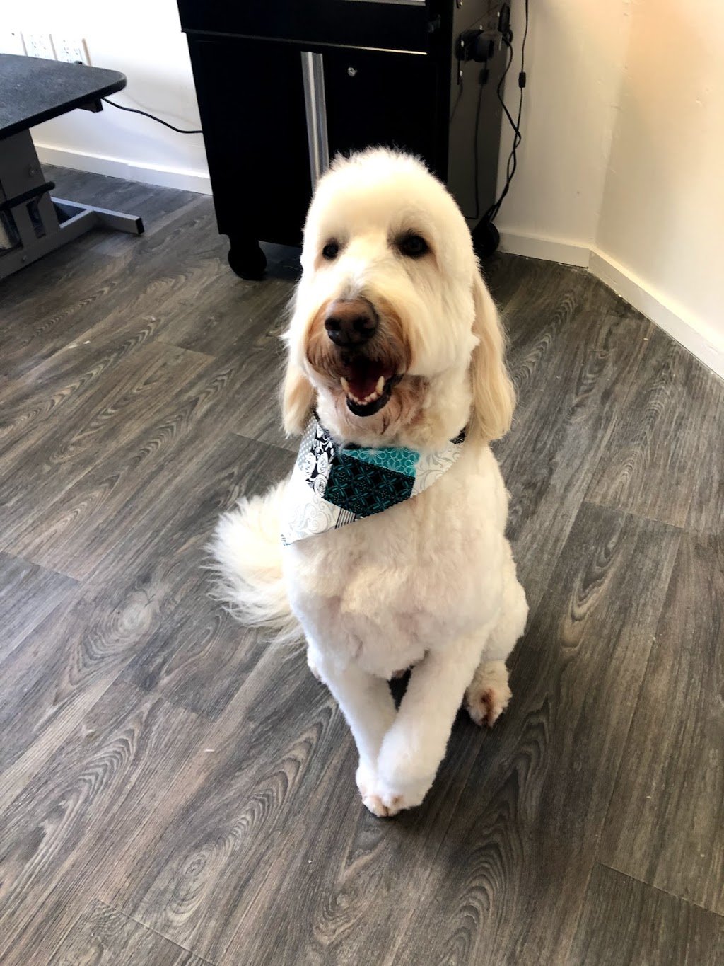 Skinny Dippers Pet Salon | 1941 Lake Whatcom Blvd, Bellingham, WA 98229, USA | Phone: (360) 393-4933