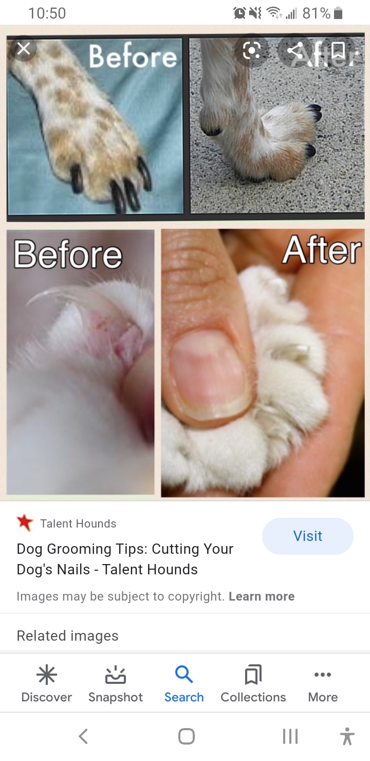 Perfect Pooch | 9192 Talbot St W, Blenheim, ON N0P 1A0, Canada | Phone: (519) 437-2538