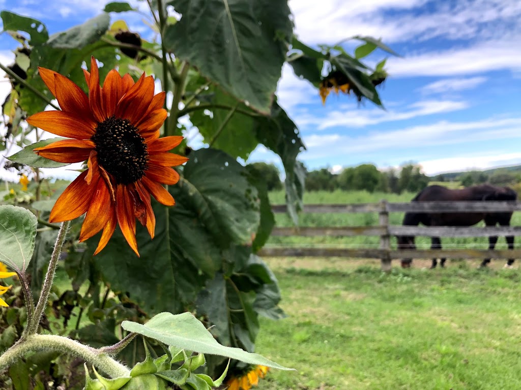 Rusty Jade Ranch | 18070 Duffys Ln, Palgrave, ON L7E 3C4, Canada | Phone: (416) 938-1830