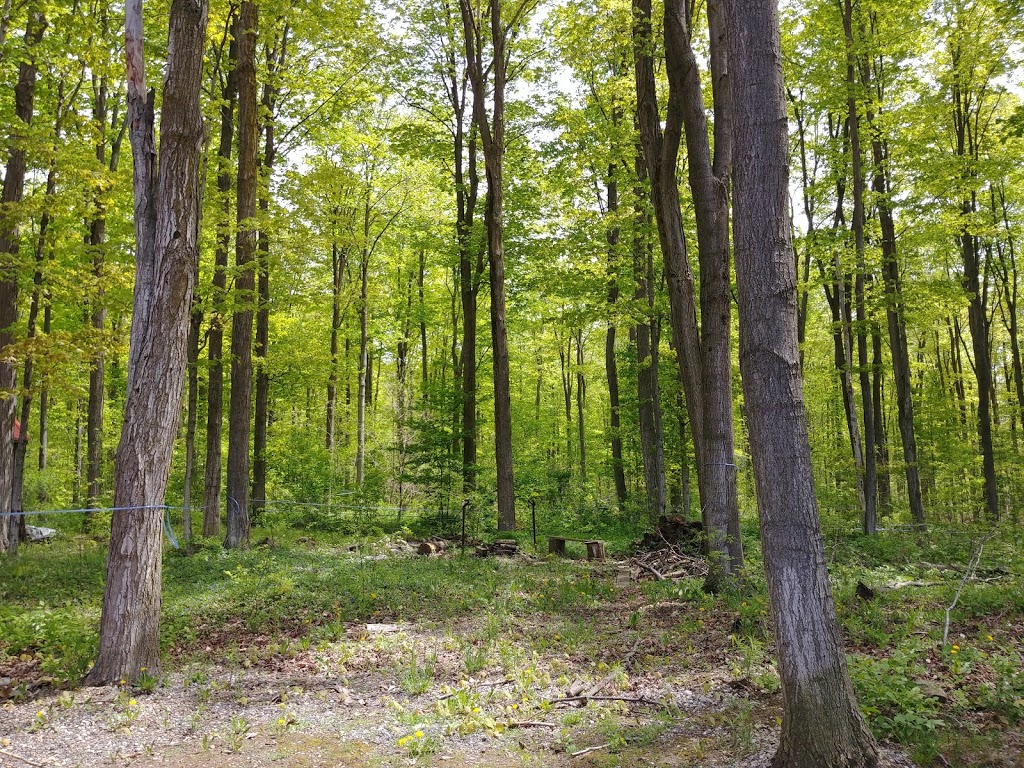 Kallonen Maple Farm | 4421 Sideroad 10 N, Cambridge, ON N3C 2V4, Canada | Phone: (519) 240-7035