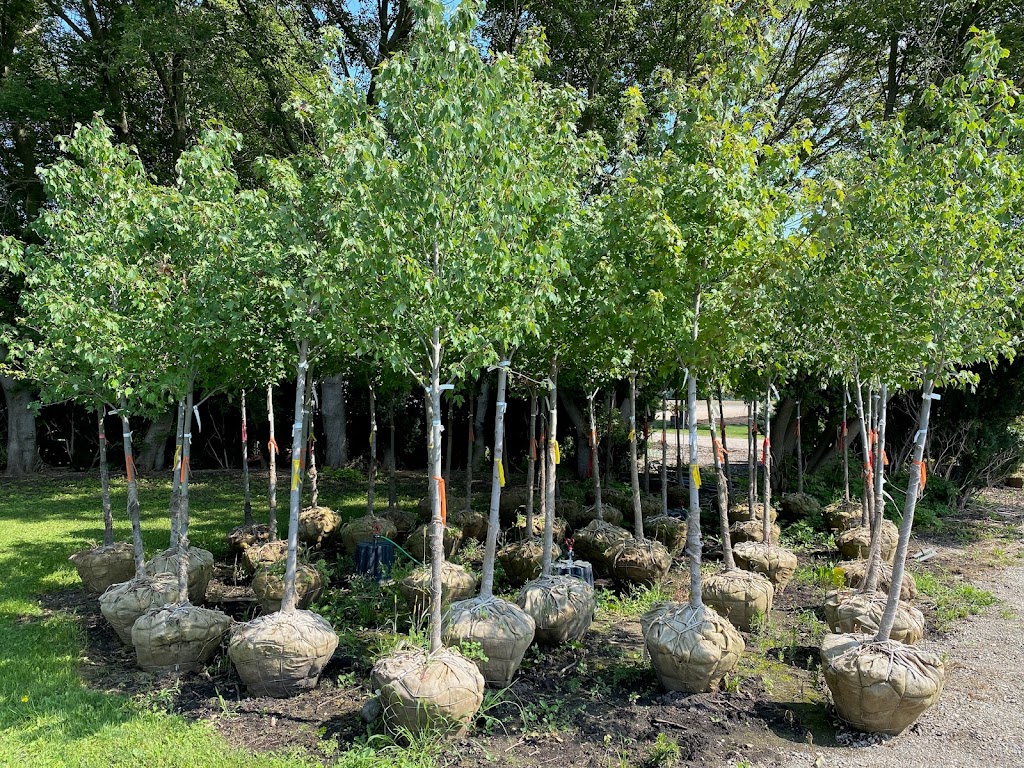 Little Creek Tree Farm | 20021 Heritage Rd, Thorndale, ON N0M 2P0, Canada | Phone: (519) 671-8733
