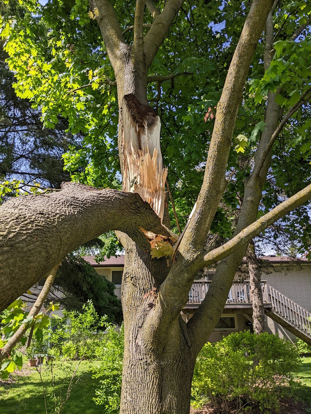 Ascents Tree | 24 Sultan St, Guelph, ON N1H 2W1, Canada | Phone: (226) 500-5206