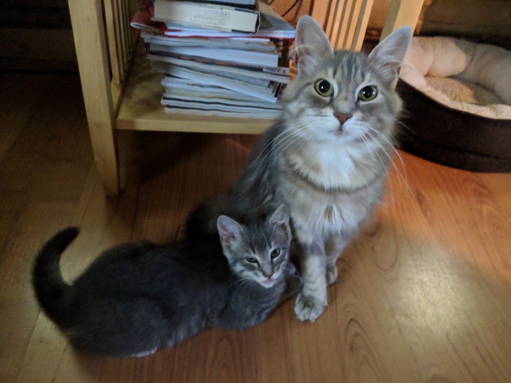 North Franklin Veterinary Services | 6155 US-11, Chateaugay, NY 12920, USA | Phone: (518) 497-6922