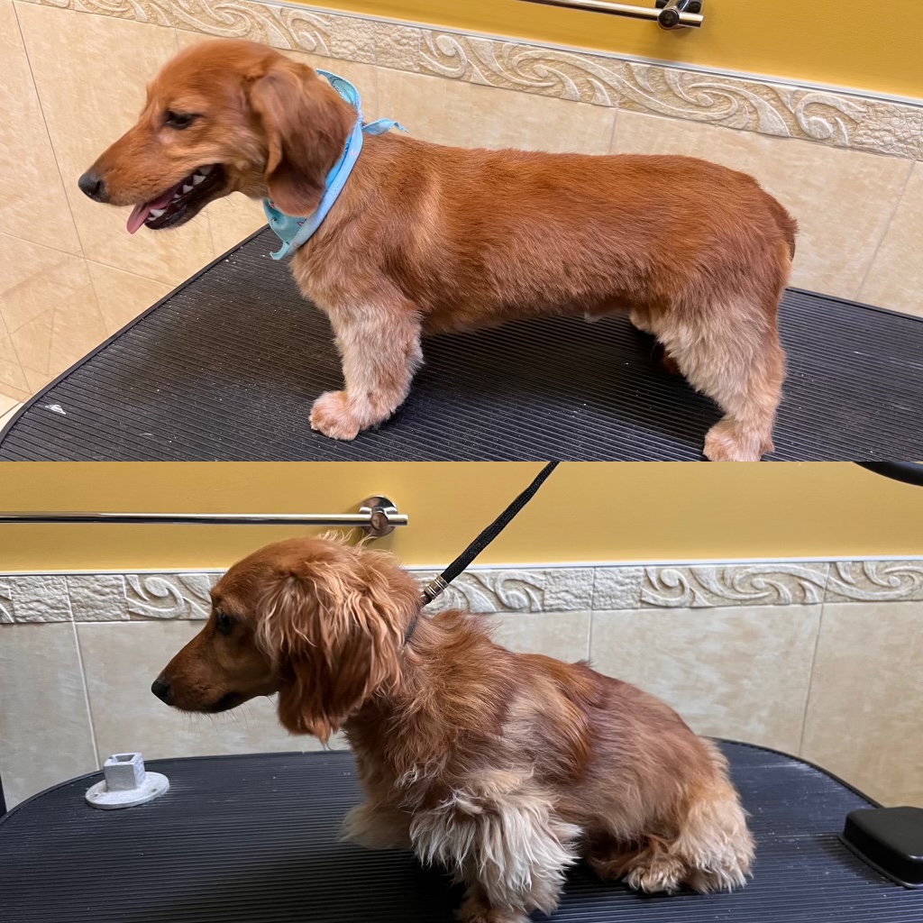 Doggie Care Services | 7059 Victoria Dr, Vancouver, BC V5P 3Y9, Canada | Phone: (236) 889-1026