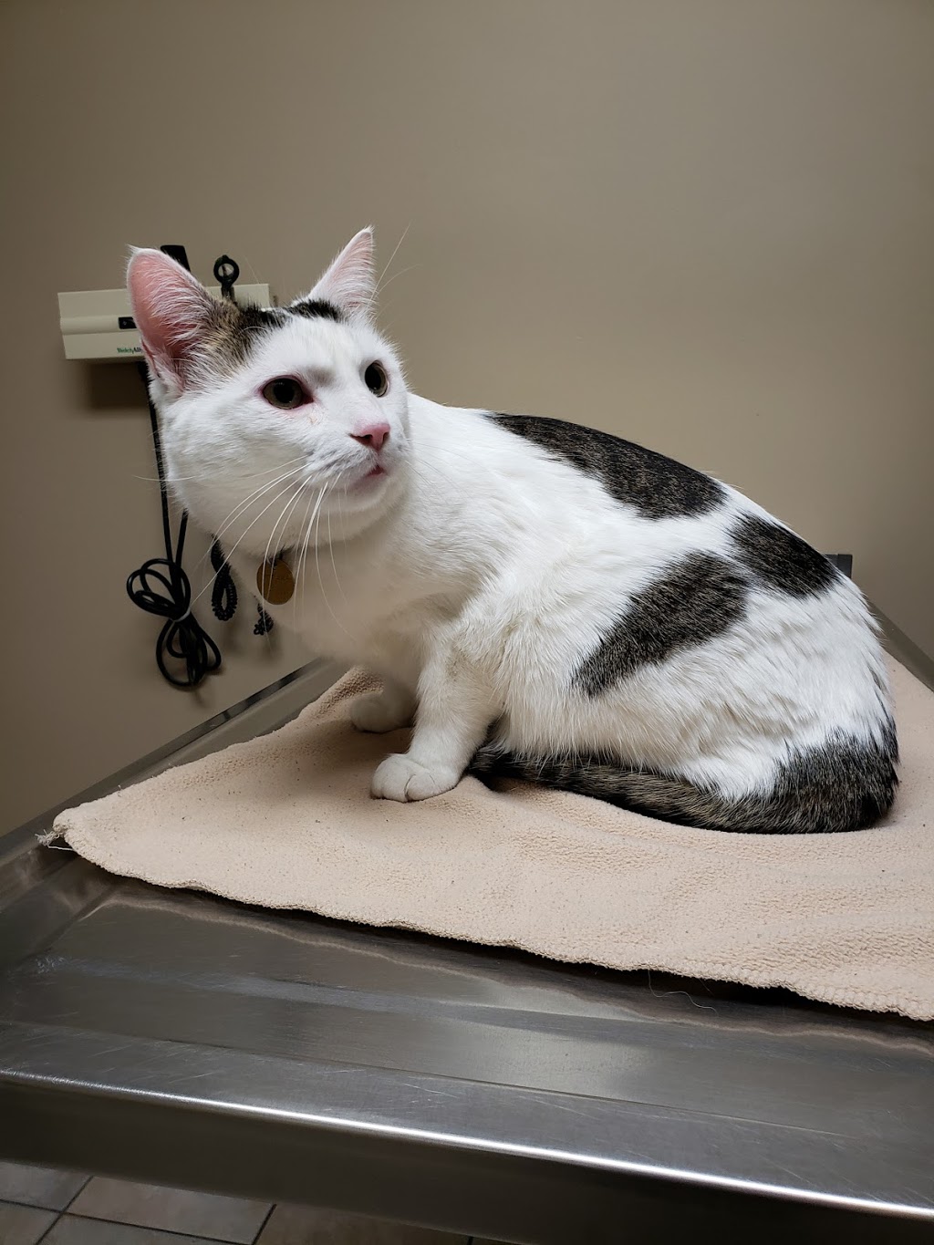 Greenbank Animal Hospital | 3160 Greenbank Rd, Nepean, ON K2J 4H6, Canada | Phone: (613) 825-2902