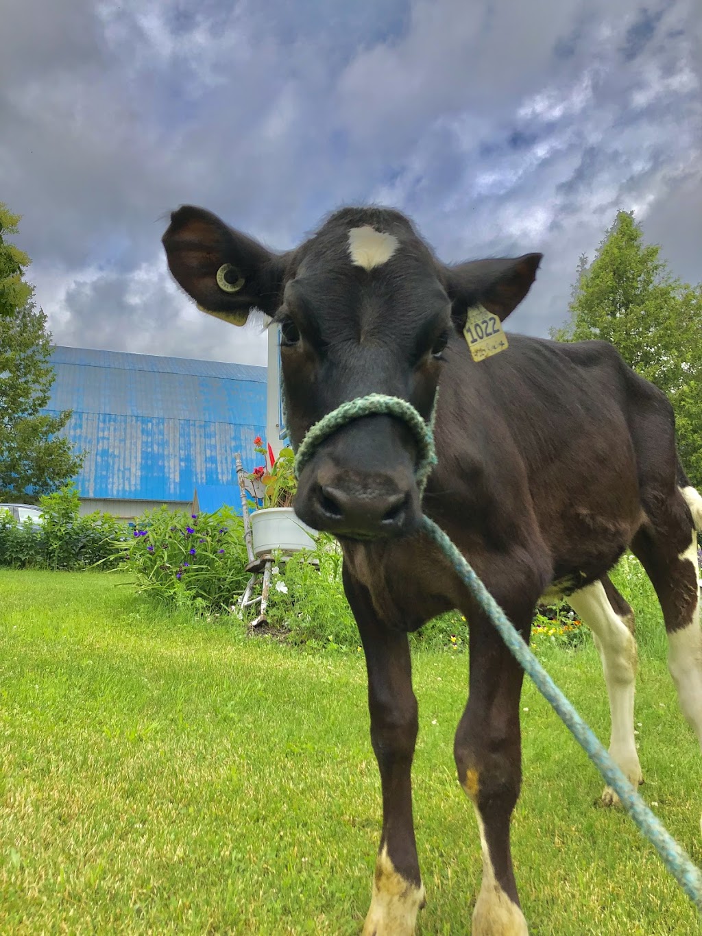Ferme Séva inc. | 44 Rang Ste Marie, Les Éboulements, QC G0A 2M0, Canada | Phone: (418) 633-0266