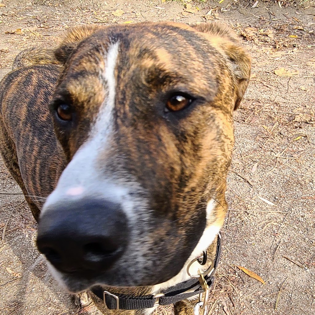 Snouts Out Dog Walking & Boarding | East York, Toronto, ON M4C 3Y7, Canada | Phone: (416) 489-4003