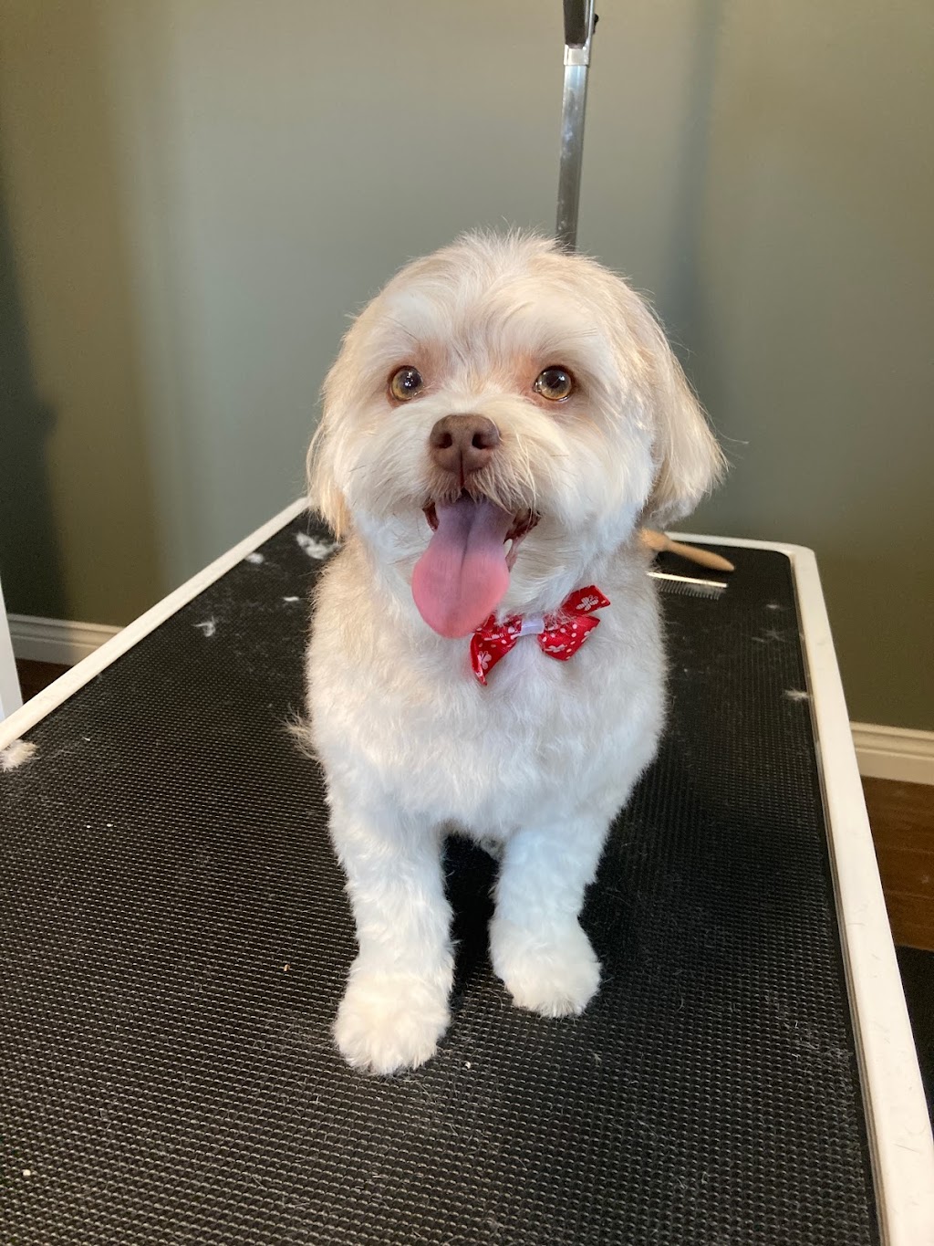 Barktouche Dog Grooming & Boarding | 227 Irving Blvd, Bouctouche, NB E4S 3K5, Canada | Phone: (506) 926-0028