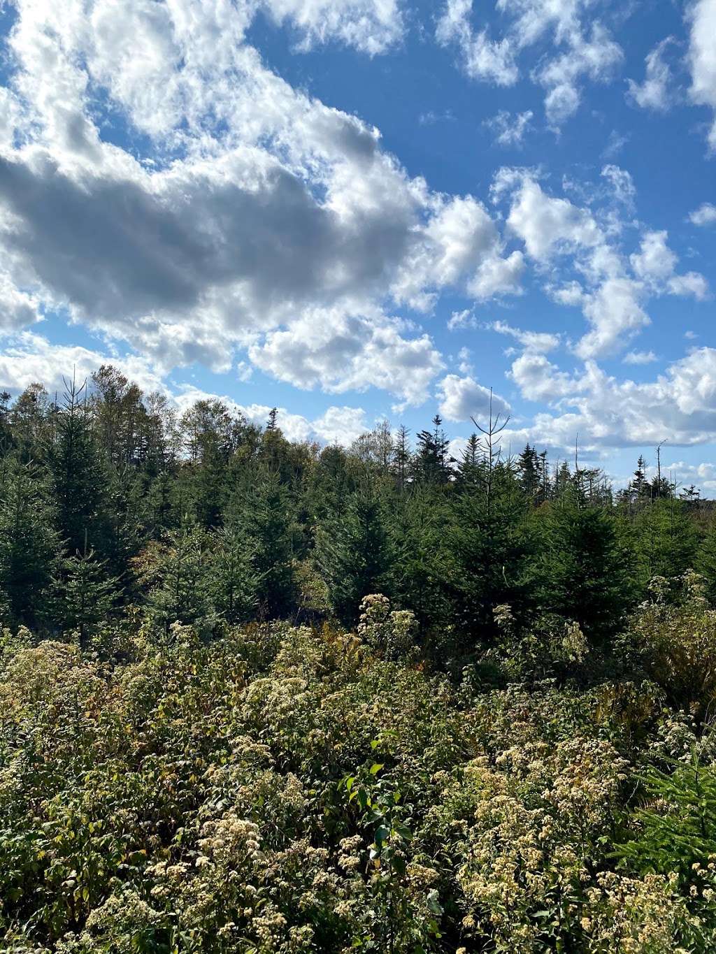 Sean Ashe Forestry | 1940 NS-211, Sherbrooke, NS B0J 3C0, Canada | Phone: (902) 318-0066