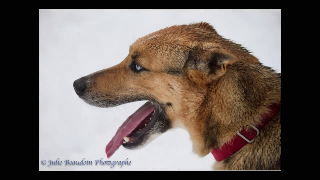 Gipsy Aventure - Traîneaux à chiens | 400 Rang William, Notre-Dame-de-la-Paix, QC J0V 1P0, Canada | Phone: (819) 592-4922