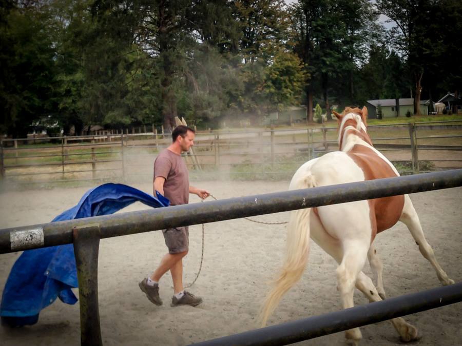 Stable Horse Training and Rehabilitation | 26136 Dewdney Trunk Rd, Maple Ridge, BC V2W 1A2, Canada | Phone: (604) 315-1517