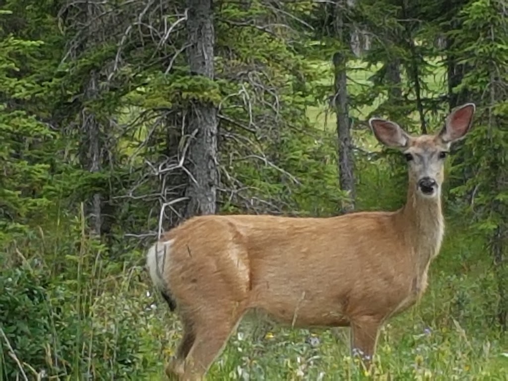 Coyote Creek Golf & RV Resort | 32351 Range Rd 55, Sundre, AB T0M 1X0, Canada | Phone: (403) 638-2450