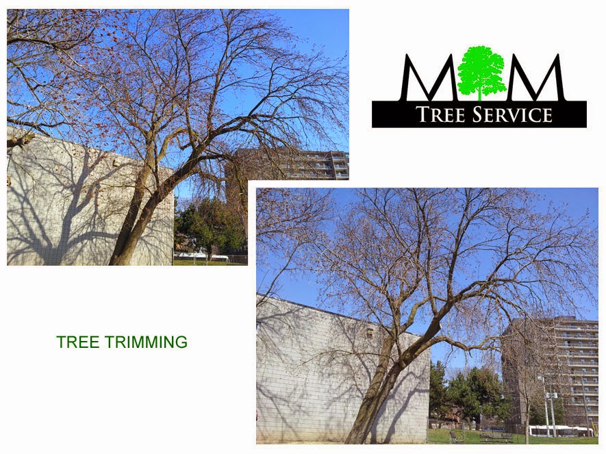 M & M Tree Service | 43 Washington St, Paris, ON N3L 2A6, Canada | Phone: (519) 752-4887