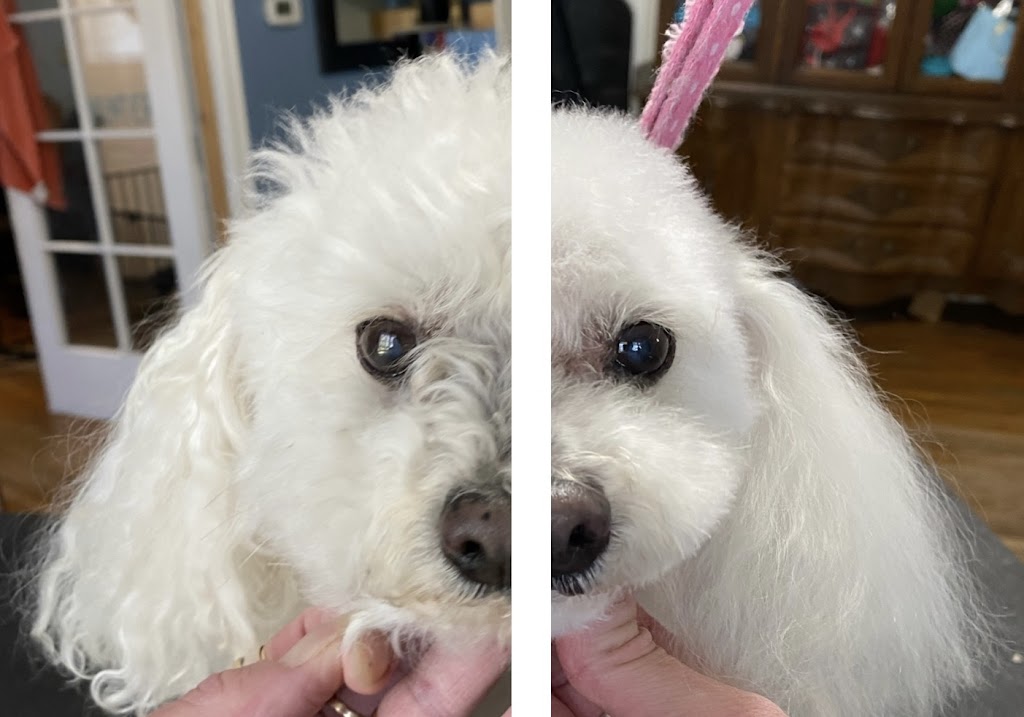 Nail to Tail pet grooming | 1334 Armour Rd, Peterborough, ON K9H 0E2, Canada | Phone: (705) 745-2581