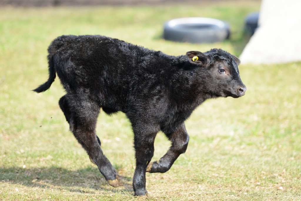 Sabi Beef Cattle Farm | 30857 ON-48, Pefferlaw, ON L0E 1N0, Canada | Phone: (905) 727-7711