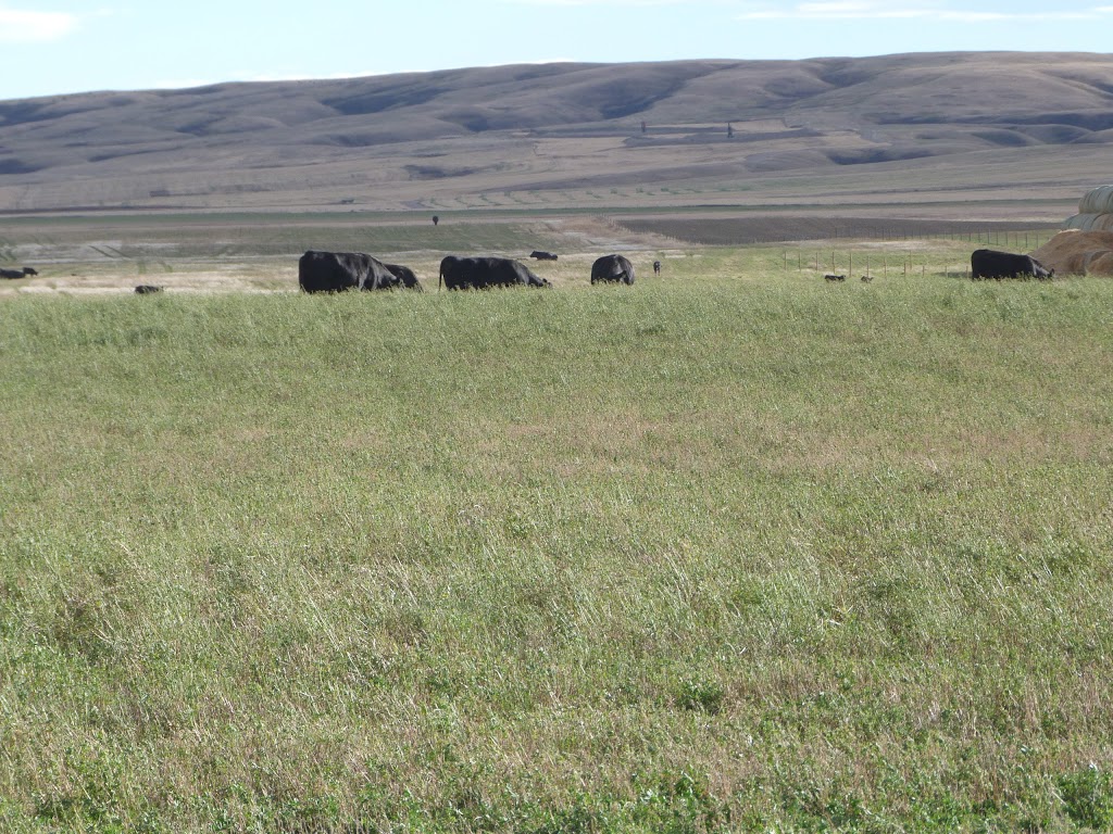 Bens Quality Meats Ltd. | 100 Factory Dr, Picture Butte, AB T0K 1V0, Canada | Phone: (403) 732-5122