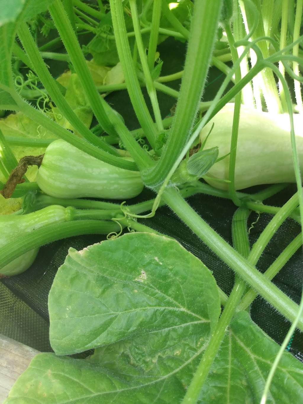 Veghead Farm | 18 Walgate Ave, Nepean, ON K2E 6M2, Canada | Phone: (613) 716-0939