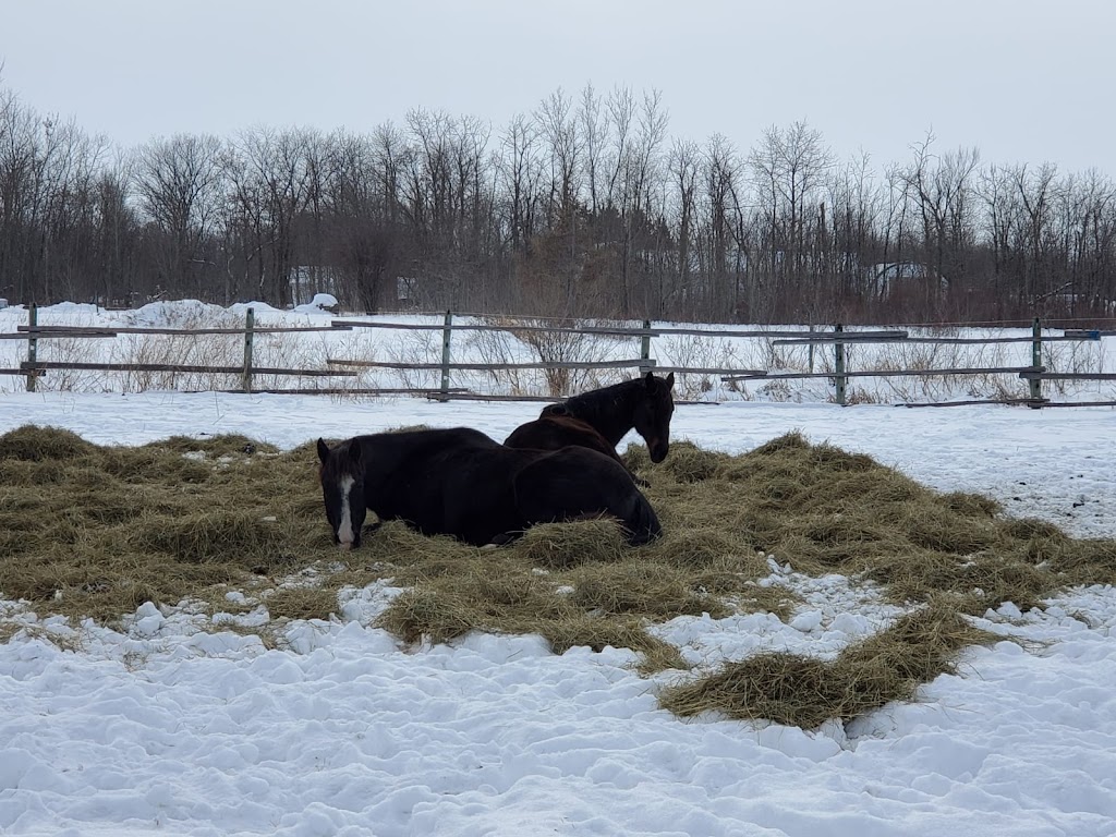 Cooks Creek Equestrian | 68082, MB-212, Cooks Creek, MB R5M 0E2, Canada | Phone: (431) 688-4344
