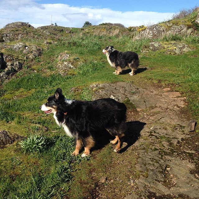 Petiquette Dog Walking and Training | 3195 Exeter Rd, Victoria, BC V8R 6H7, Canada | Phone: (778) 678-9255