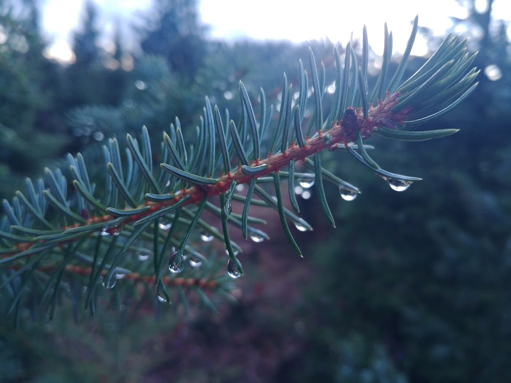 Tannenbaum Christmas Tree Farm | 5398 252 St, Aldergrove, BC V4W 1T1, Canada | Phone: (778) 552-3259