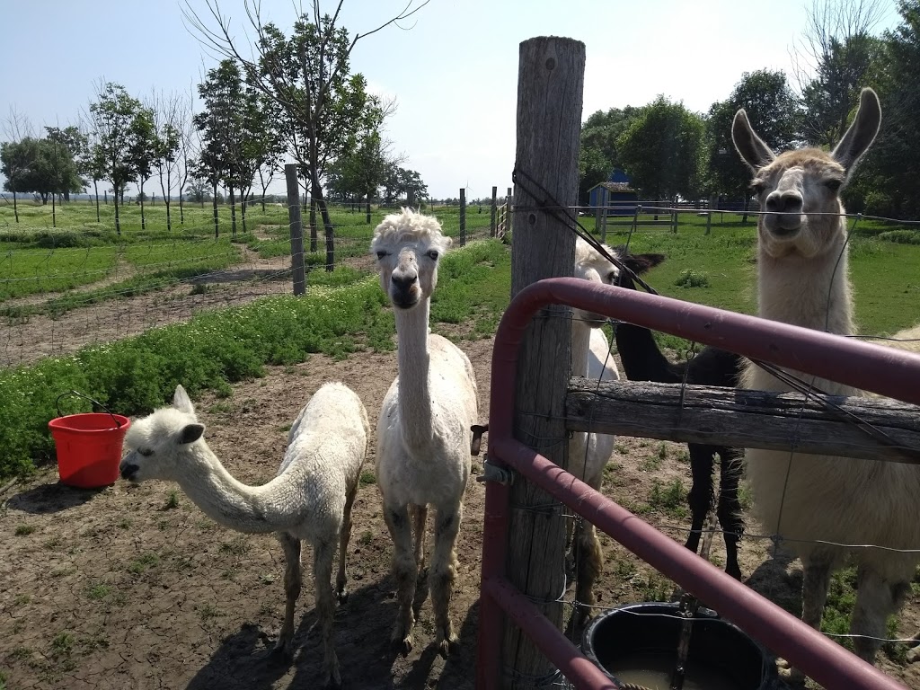 S.A.M.Y.s Alpaca Farm & Fibre Studio | 2432 Cuddy Dr, Kerwood, ON N0M 2B0, Canada | Phone: (226) 678-2649