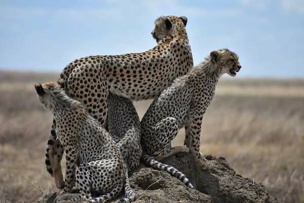 Kilimanjaro Trekking Guides | 493 Cheryl Pl, Kingston, ON K7K 0B2, Canada | Phone: (613) 929-3313
