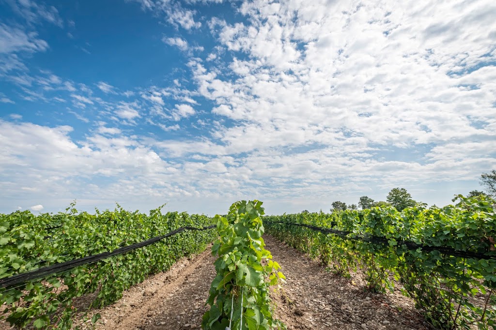 TerraCello Winery | 2436 Prince Edward County Rd 1, Bloomfield, ON K0K 1G0, Canada | Phone: (613) 243-2523