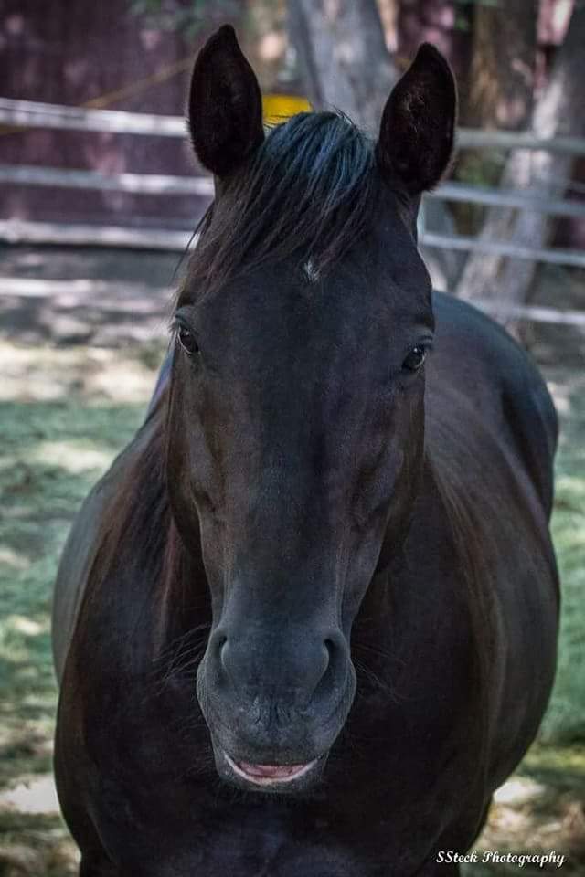 Indian Grove Riding Stables | 600 Rancher Creek Rd, Osoyoos, BC V0H 1V6, Canada | Phone: (250) 495-7555