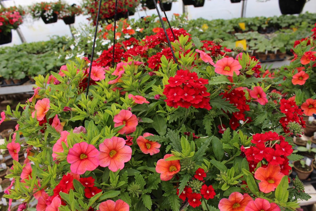 The Big Greenhouse | 27117 Parkland Hwy, Spruce Grove, AB T7X 3M8, Canada | Phone: (780) 960-4769