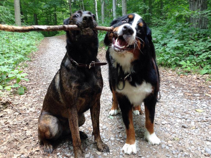 The Polite Pooch | Jonathan St, Uxbridge, ON L9P 1B5, Canada | Phone: (647) 268-3887