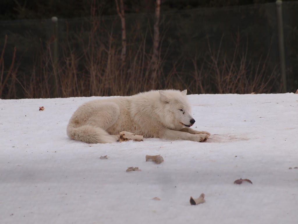 Arctic Wolf Exhibit | 2000 Meadowvale Rd, Scarborough, ON M1B 5K7, Canada | Phone: (416) 392-5929
