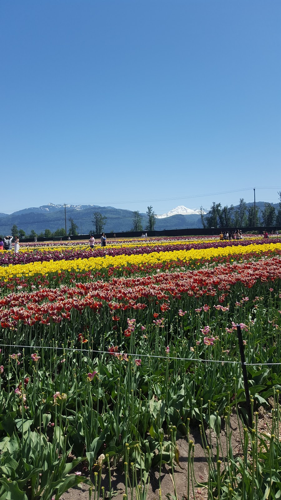 Parallel Poultry Farms Ltd | 36299 North Parallel Rd, Abbotsford, BC V3G 2H5, Canada | Phone: (604) 855-3533