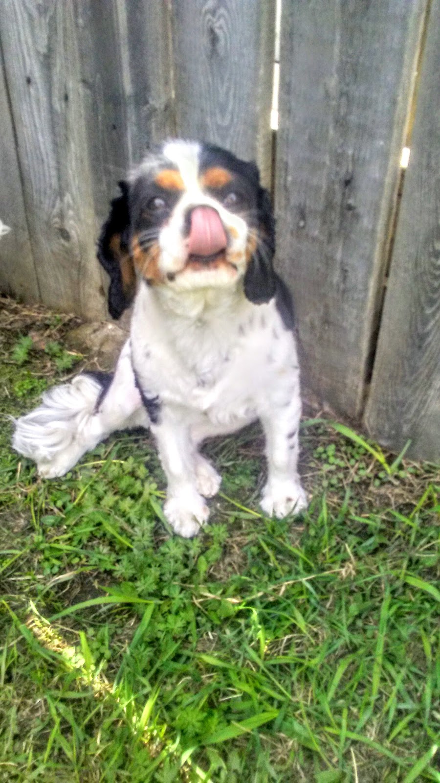 High Tails Pet Resort Inc. | 261178 RR290, Alberta T4A 0P7, Canada | Phone: (403) 226-0036