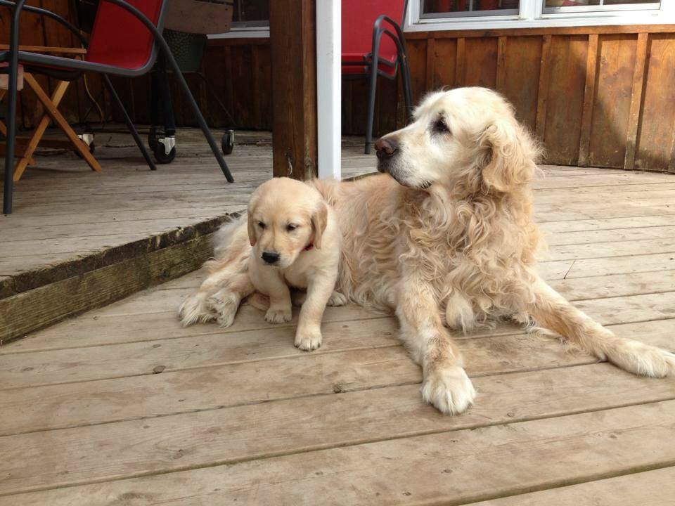 Danas Dog Care | Hobson Rd, Central Elgin, ON N5P 3S6, Canada | Phone: (226) 374-4921