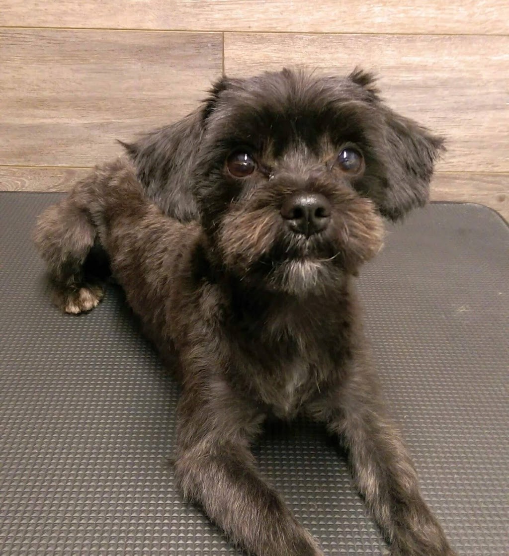 Sabrinas Pet Salon | 39 Sugar Maple Dr, Timberlea, NS B3T 1G4, Canada | Phone: (902) 410-5509