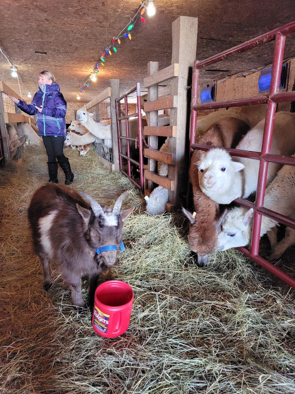 Kirk’s Alpaca Farm | Range Rd 255, Torrington, AB T0M 2B0, Canada | Phone: (403) 412-9166