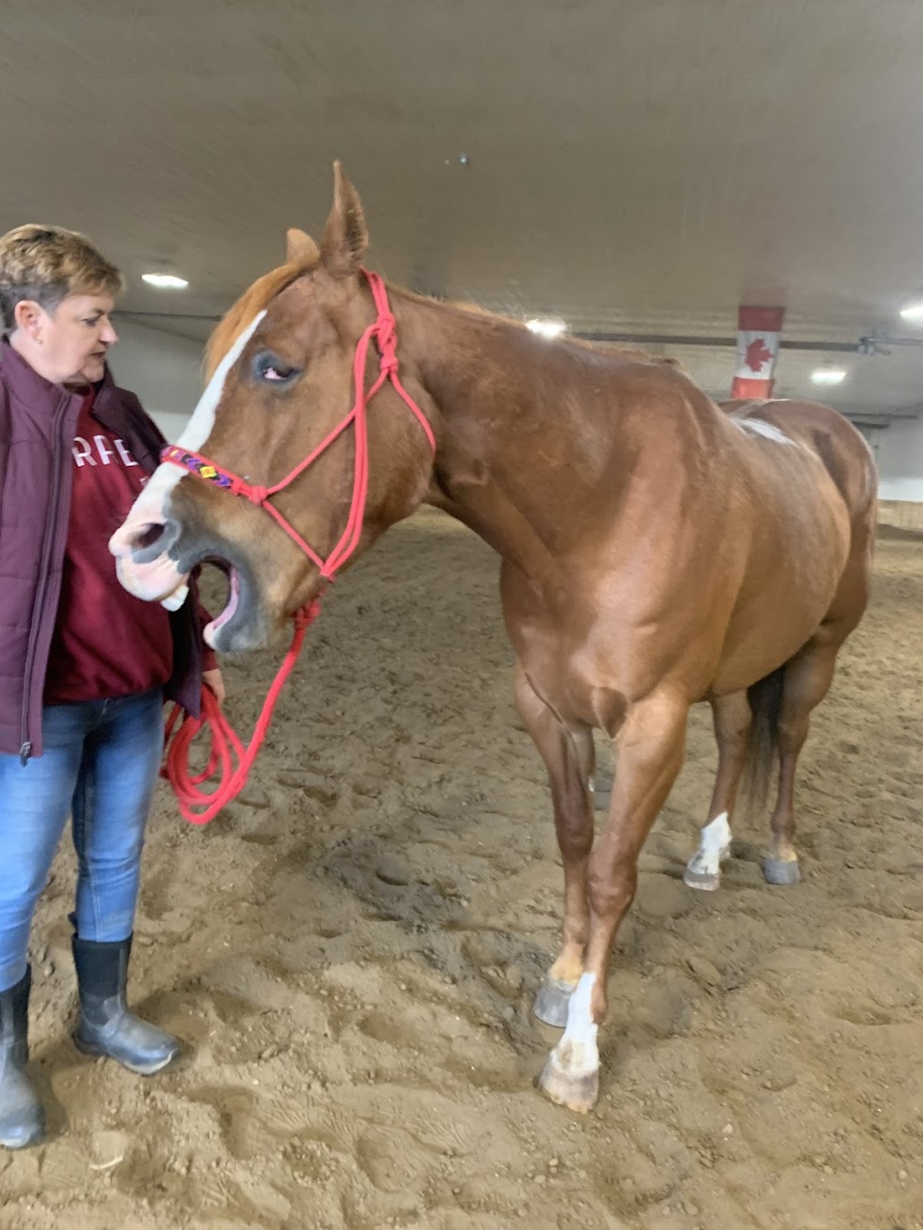 Elevate Equine | 36330 RR45, Red Deer County, AB T4G 0N2, Canada | Phone: (403) 597-7363