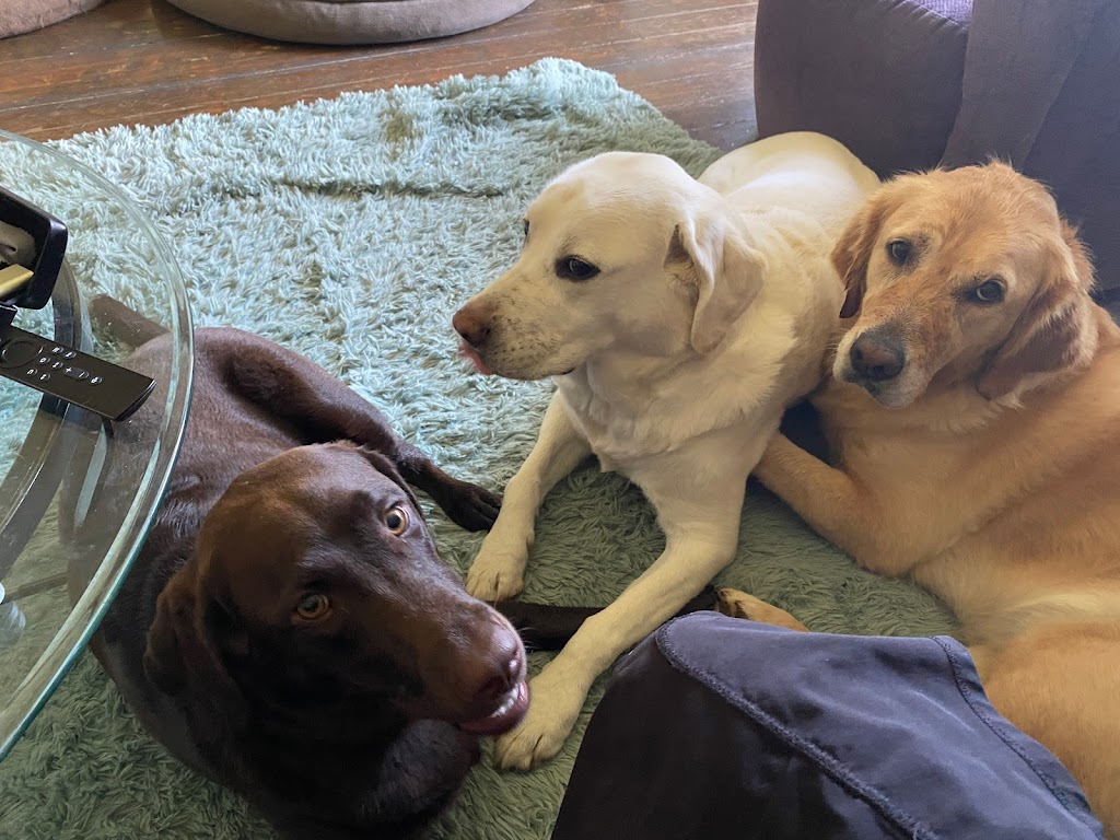 Doc Pawsitive Professional Pet Care Services | 264 ON-5, Dundas, ON L9H 5E2, Canada | Phone: (905) 630-2029