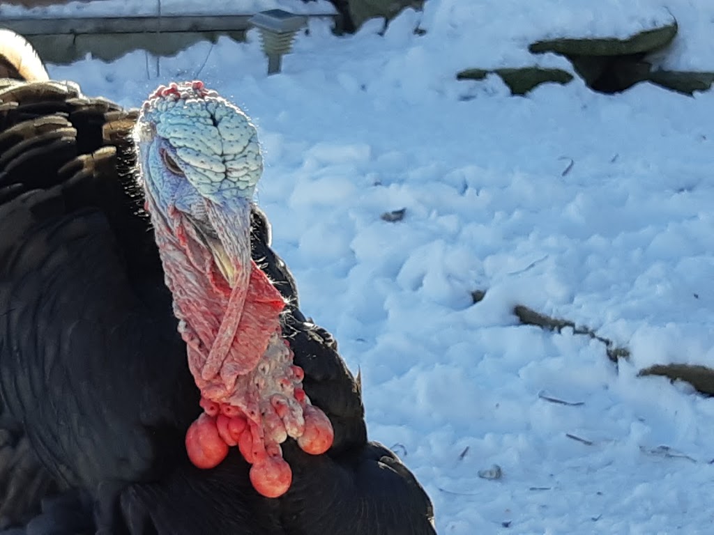 Ferme vache heureux | 2083 Chemin St Louis, Saint-Lazare, QC J7T 1Y2, Canada | Phone: (438) 929-3840