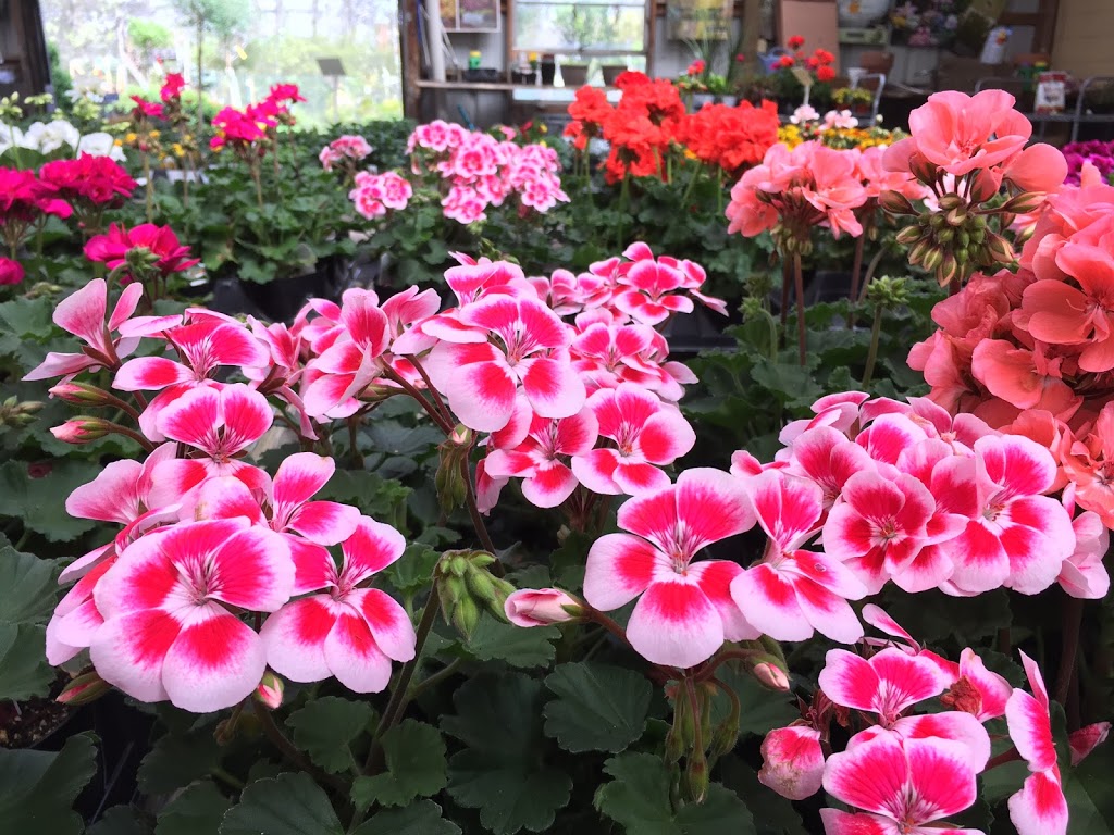 Wayside Landscaping & Nursery | 8962 Porter Rd, Niagara Falls, NY 14304, USA | Phone: (716) 297-3811