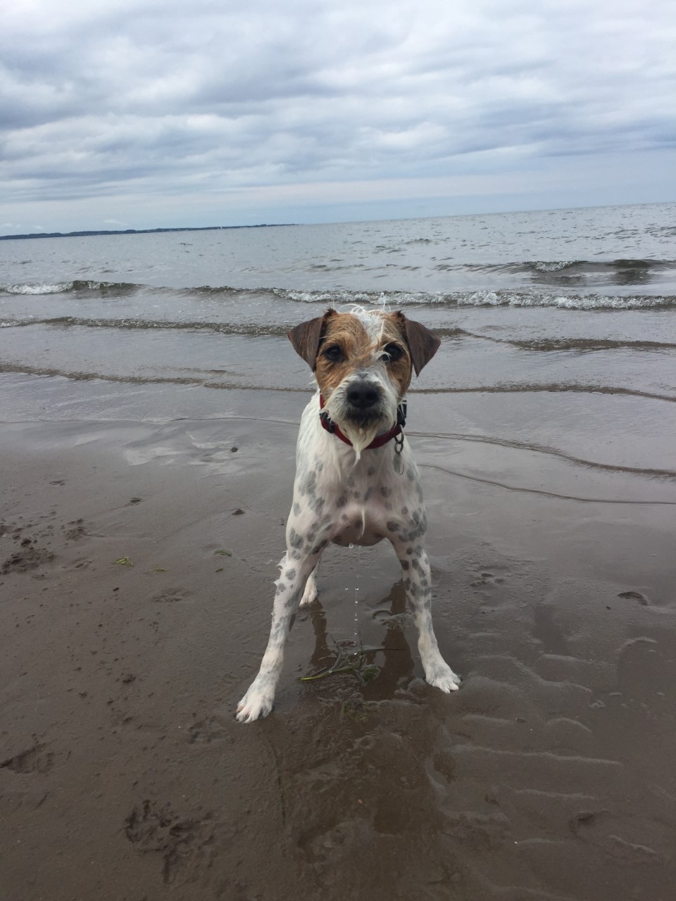 Caudlewood Kennels | 280 Old Tatamagouche Rd, Onslow Mountain, NS B6L 6N6, Canada | Phone: (902) 893-8131
