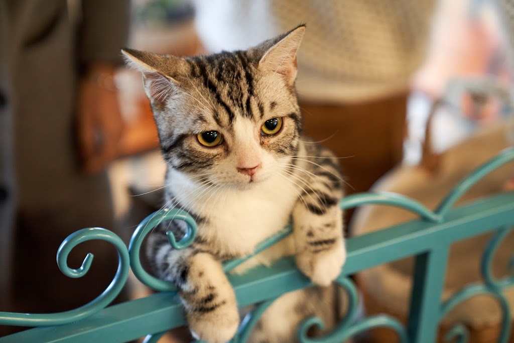 Steveston Veterinary Hospital | 7020 Francis Road, Suite 100, Richmond, BC V6Y 1A2, Canada | Phone: (604) 274-9938