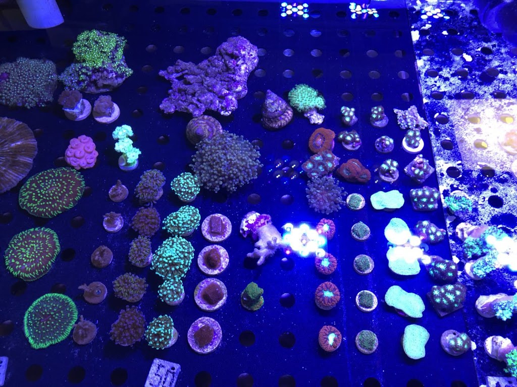 Aquarium Arc-En-Ciel | 1440 Rue Victoria, Greenfield Park, QC J4V 1M1, Canada | Phone: (450) 465-1888