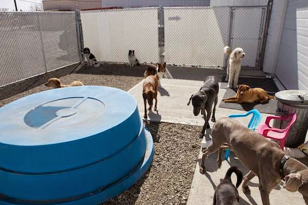 Back in the Pack Dog Daycare | 3131 68 St NW, Calgary, AB T3B 2J4, Canada | Phone: (403) 453-0913