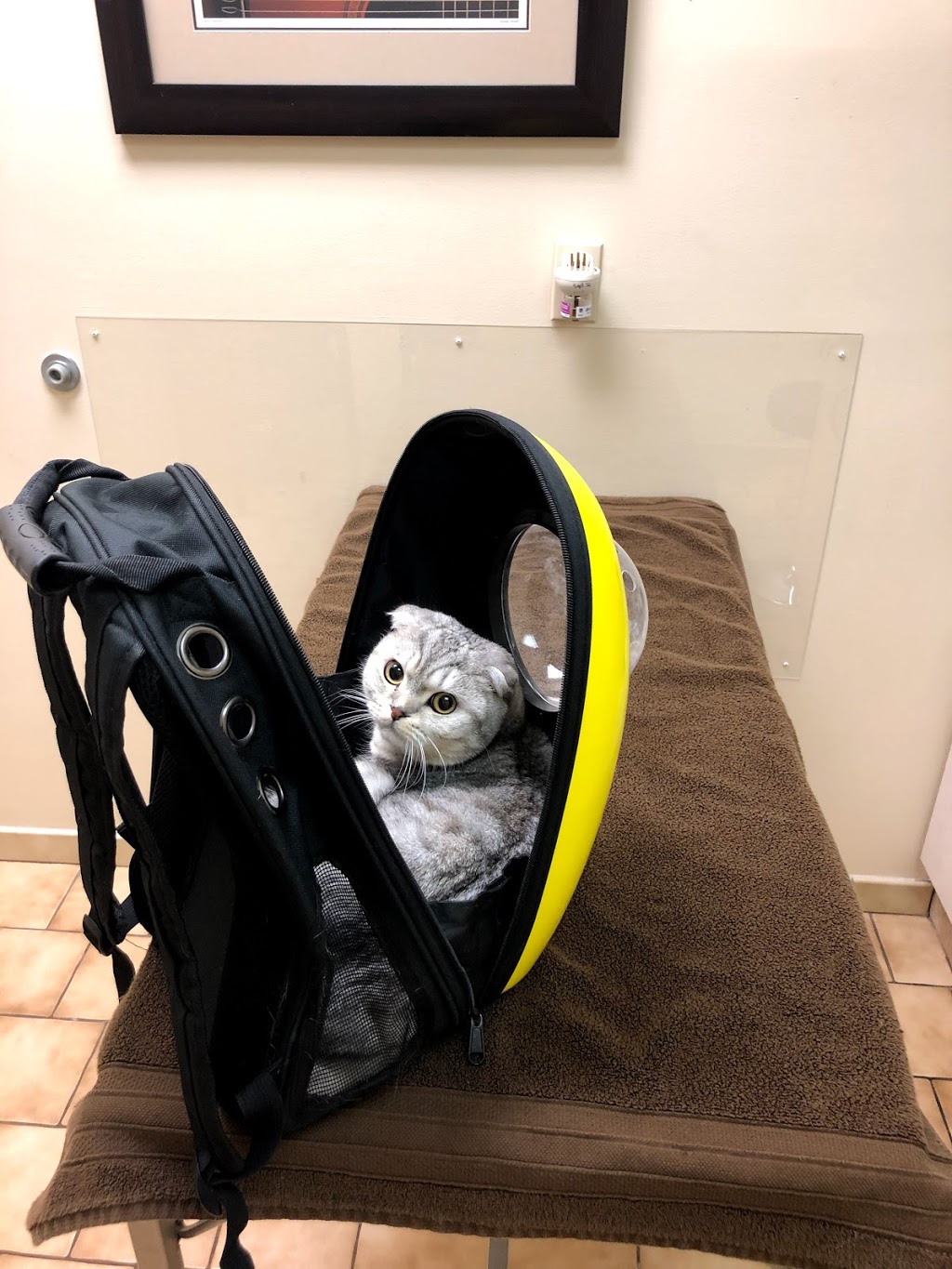 Markham Veterinary Clinic | 6605 Hwy 7 #13/14, Markham, ON L3P 7P1, Canada | Phone: (905) 294-0522
